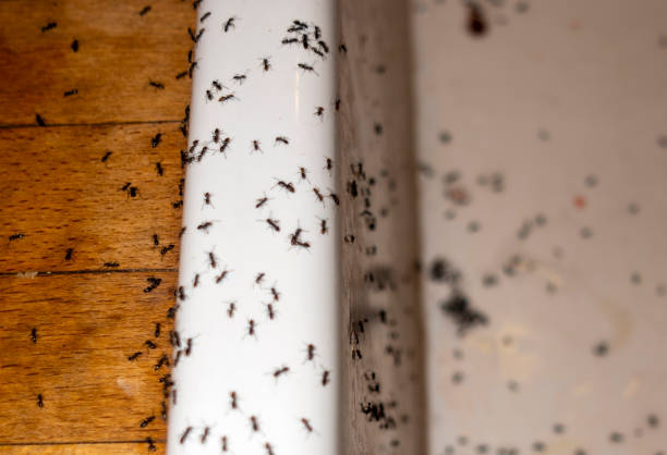 Best Emergency Pest Control  in Council Grove, KS