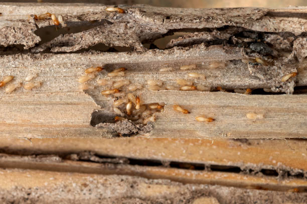 Best Exterminator Services  in Council Grove, KS
